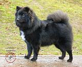 Finnish Lapphund 9T039D-035